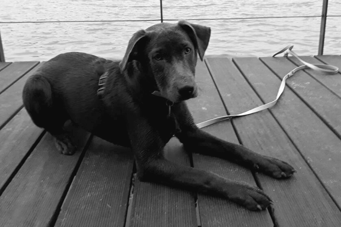 Team Mable